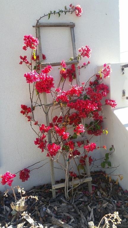 Pepper Tree Accommodation Beaufort West Dış mekan fotoğraf